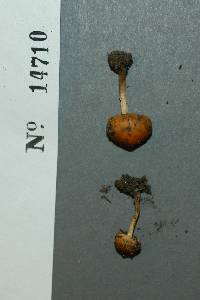 Pholiota highlandensis image