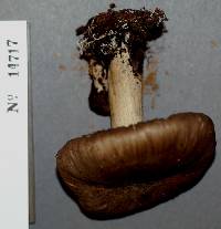 Megacollybia rodmanii image