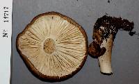 Megacollybia rodmanii image