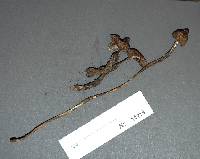 Mycena galericulata image