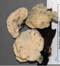 Tyromyces chioneus image