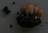 Coprinellus angulatus image