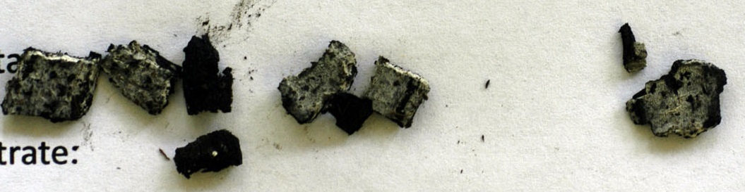 Sistotrema brinkmannii image
