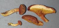 Phylloporus rhodoxanthus image