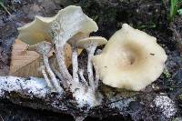 Clitocybe eccentrica image