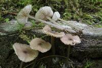 Entoloma longistriatum image