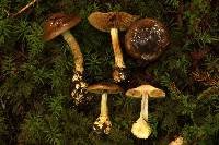 Cortinarius olivaceus image