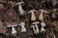 Cortinarius torvus image