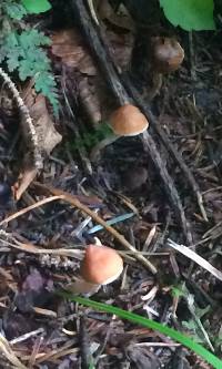 Cortinarius acutus image