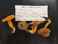 Cantharellus ignicolor image