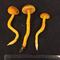 Pulveroboletus auriflammeus image