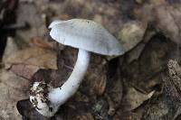 Cortinarius obliquus image