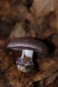 Cortinarius caerulescens image