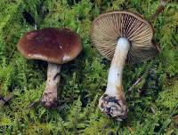 Cortinarius olivaceus image