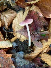 Mycena rosea image