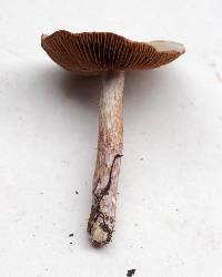 Cortinarius cylindripes image