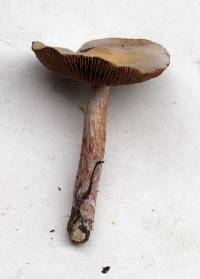 Cortinarius cylindripes image