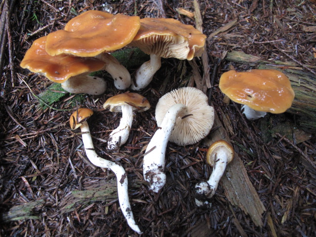 Cortinarius galeobdolon image