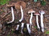 Cortinarius evernius image