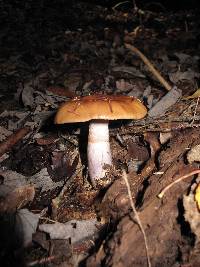 Cortinarius collinitus image