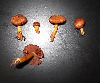 Cortinarius purpureus image