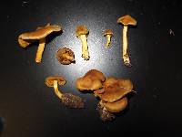 Cortinarius croceus image