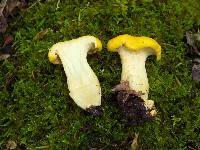 Cantharellus deceptivus image