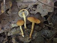 Inocybe unicolor image