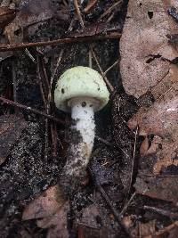 Agaricus cylindriceps image