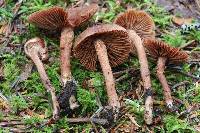 Inocybe carolinensis image