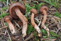 Inocybe carolinensis image