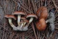 Pholiota castanea image