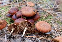 Pholiota castanea image