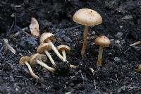 Pholiota highlandensis image