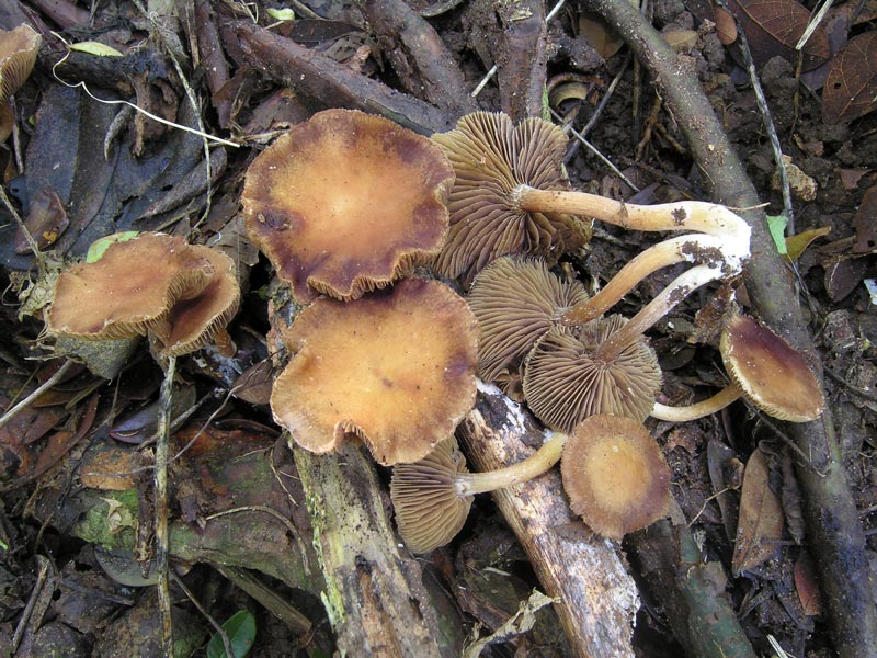 Stropharia acanthostipitata image