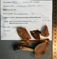 Entoloma strictius image