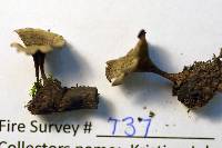 Coltricia perennis image