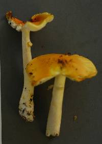 Amanita flavorubescens image