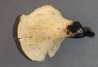 Hohenbuehelia petalodes image