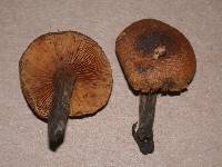 Pholiota highlandensis image