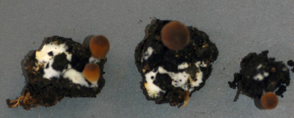 Coprinellus angulatus image