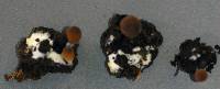 Coprinellus angulatus image