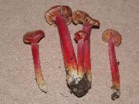 Hygrocybe appalachianensis image