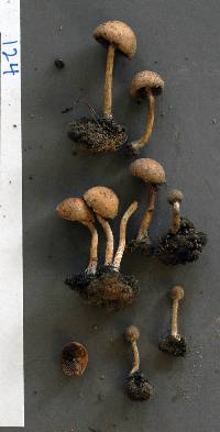 Psathyrella pennata image