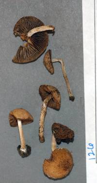 Psathyrella pennata image