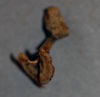 Coltricia perennis image