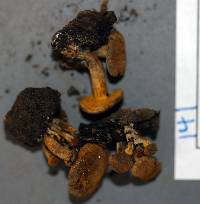 Gymnopilus pseudofulgens image