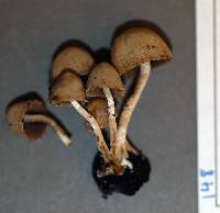 Psathyrella pennata image