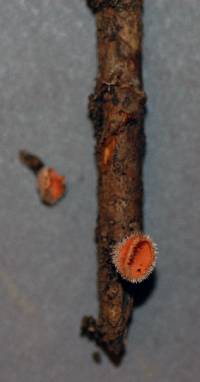 Microstoma floccosum image