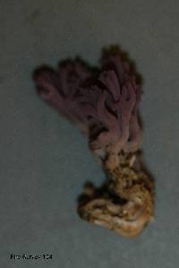 Clavaria zollingeri image